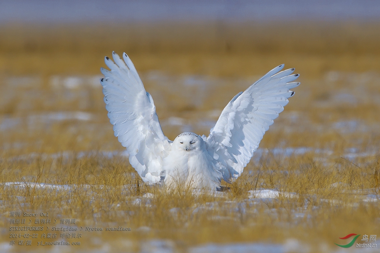 (雪鸮)雪鸮--最讨人喜欢的猫头鹰