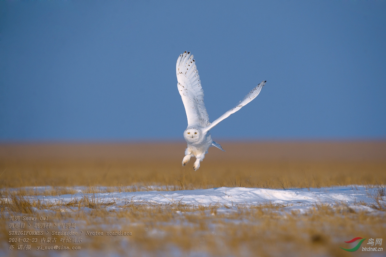 (雪鸮)雪鸮--最讨人喜欢的猫头鹰