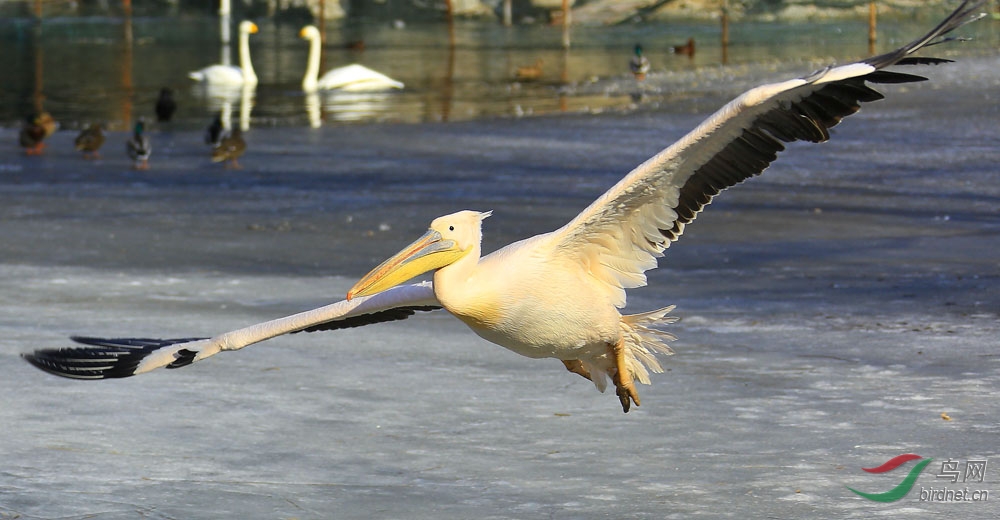 《斑嘴鹈鹕》 在动物园里,人们都称呼它可爱的