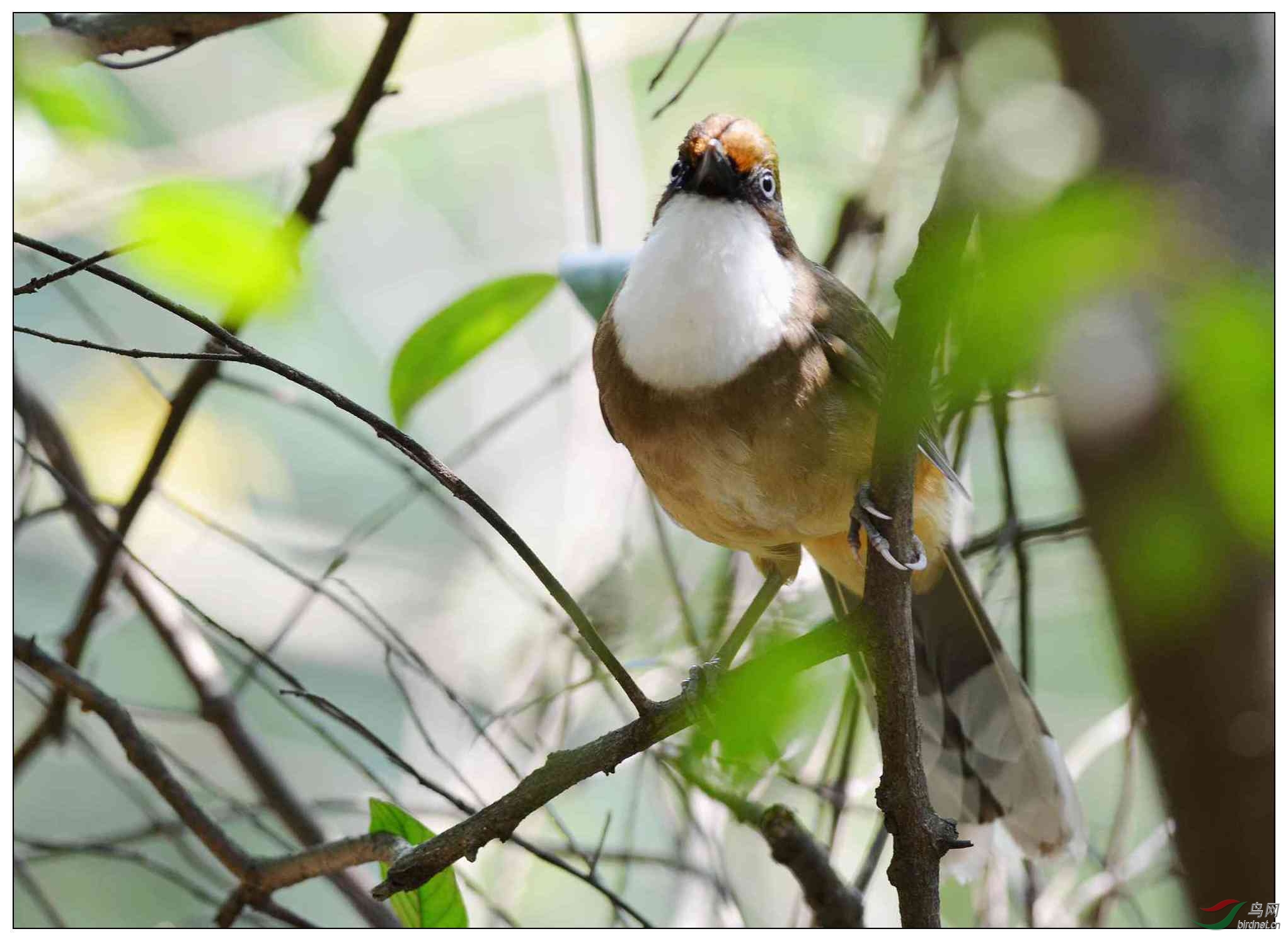 温柔的眼睛--岳麓山的白喉噪鹛 - 河北版 Hebei 鸟网