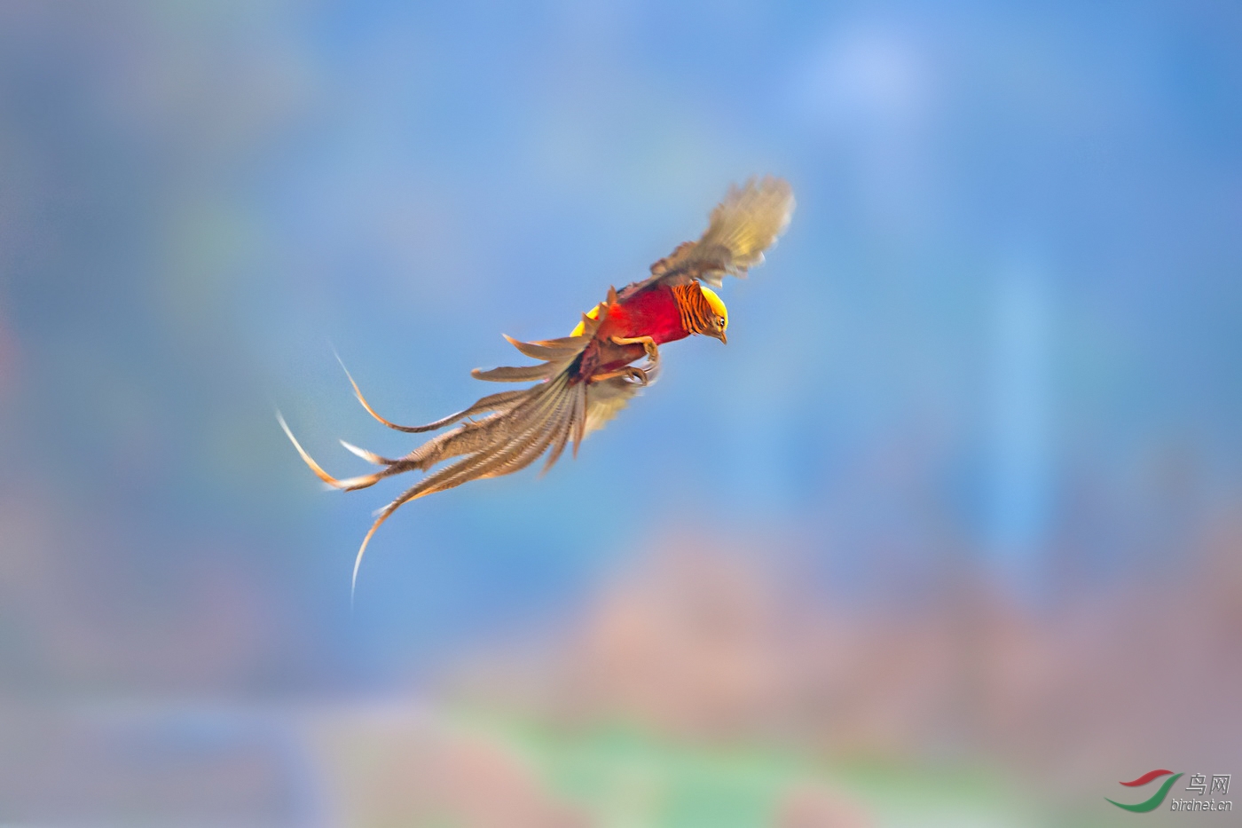 凤凰于飞,翙翙其羽 - 湖北版 Hubei 鸟网