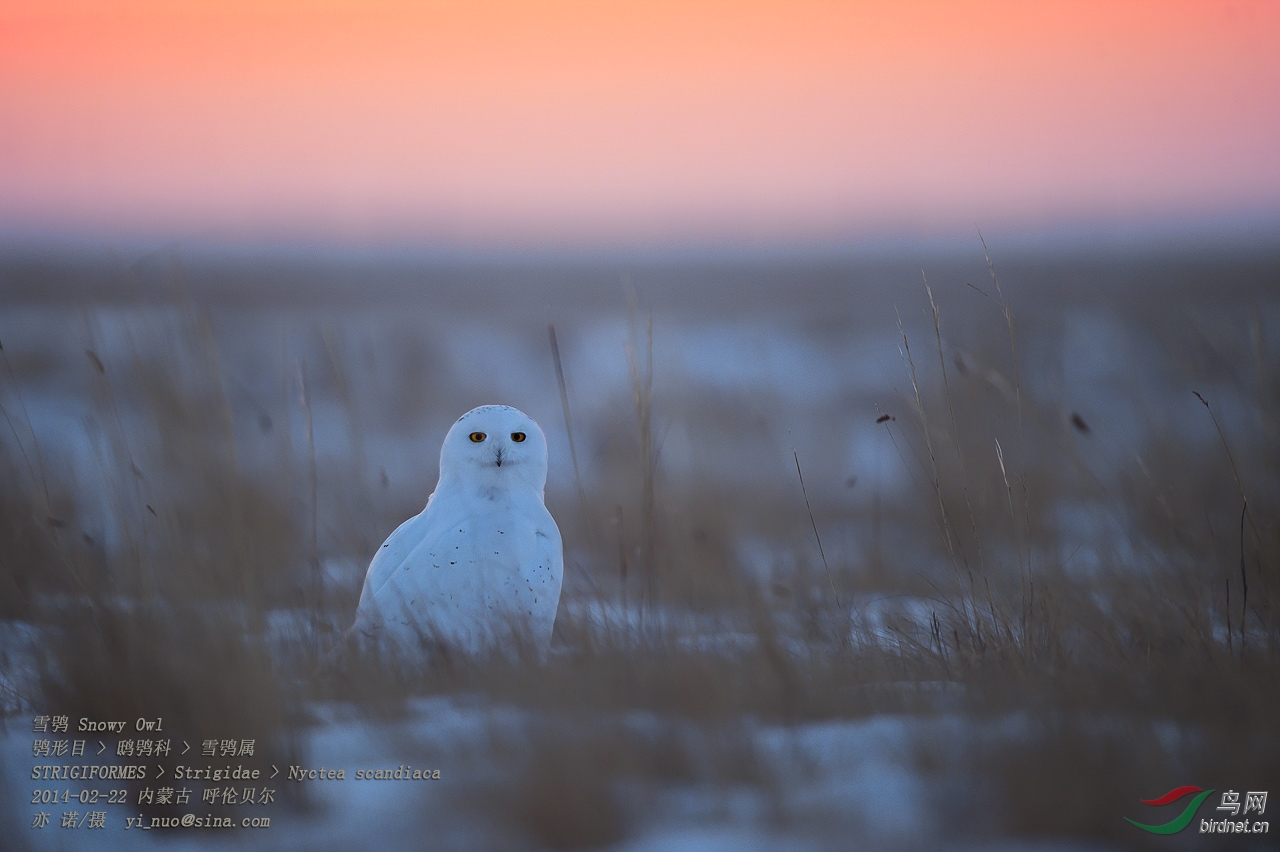 雪鸮--最讨人喜欢的猫头鹰 - 第20页 - 北京版 B
