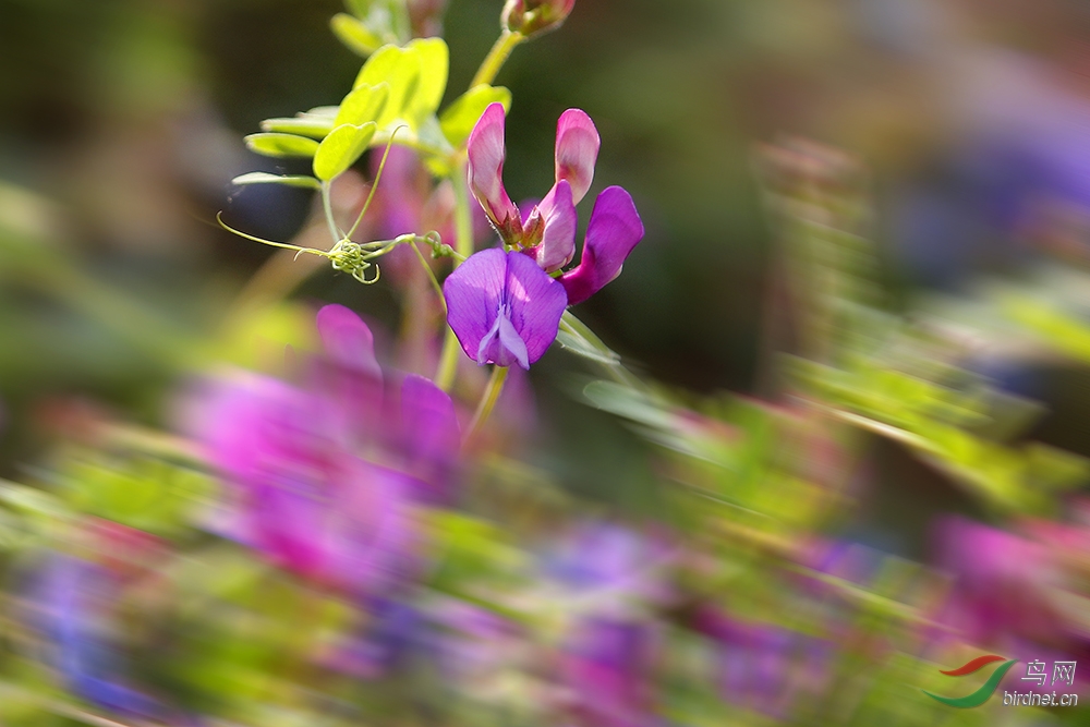 山花烂漫简谱_山花烂漫图片