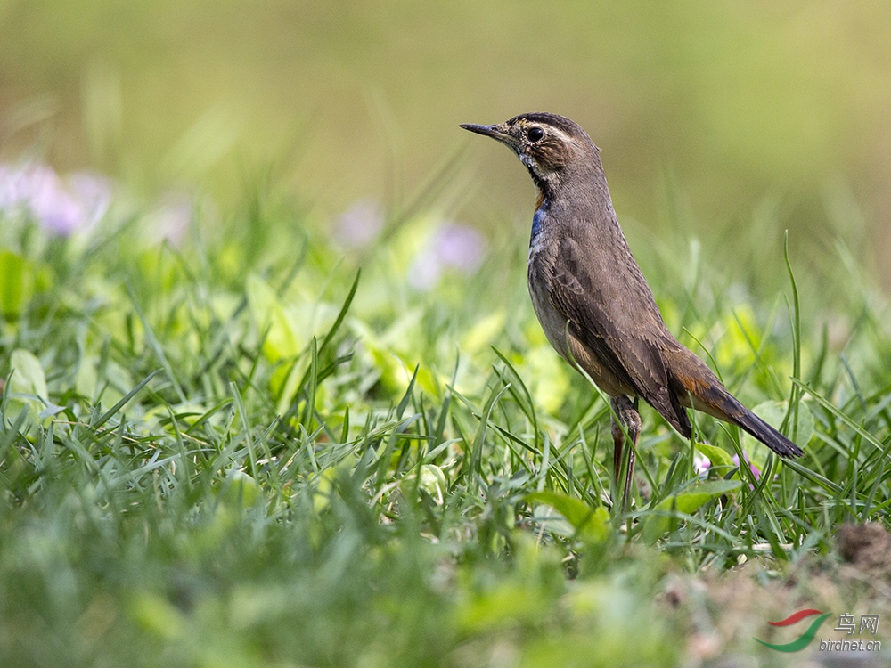 我拍的蓝喉歌鸲 - 北京版 Beijing 鸟网