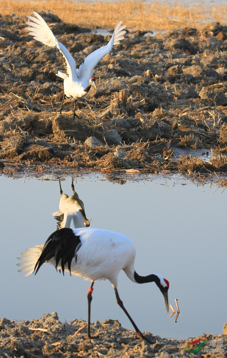 丹顶鹤向海爱情海! - 吉林版 Jilin 鸟网