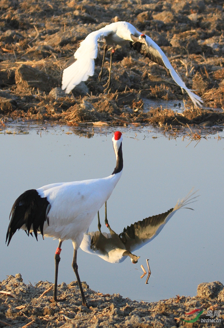 丹顶鹤向海爱情海! - 吉林版 Jilin 鸟网