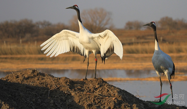 丹顶鹤向海爱情海! - 吉林版 Jilin 鸟网