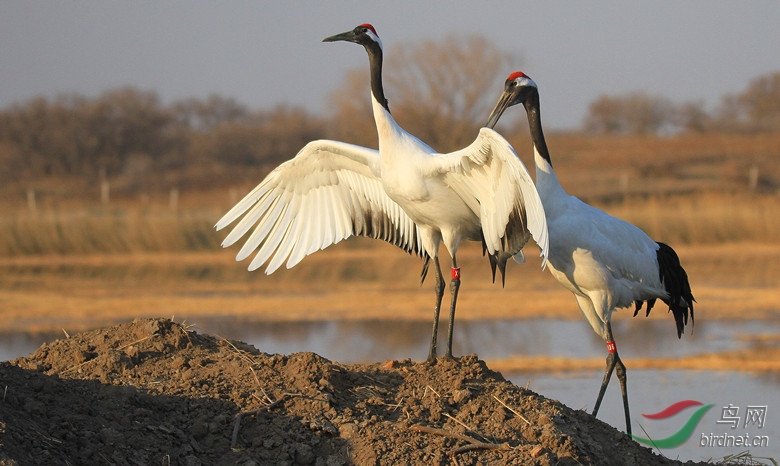 丹顶鹤向海爱情海! - 吉林版 Jilin 鸟网