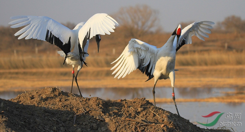 丹顶鹤向海爱情海! - 吉林版 Jilin 鸟网