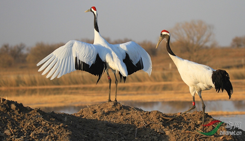 丹顶鹤向海爱情海! - 吉林版 Jilin 鸟网