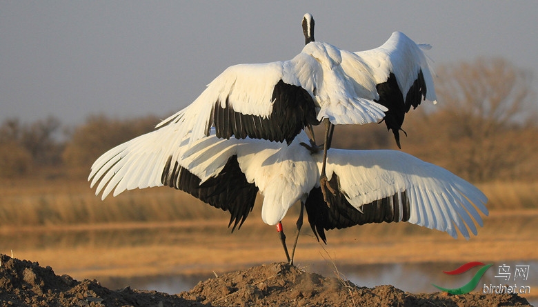 丹顶鹤向海爱情海! - 吉林版 Jilin 鸟网