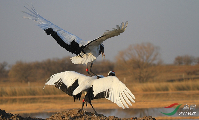 丹顶鹤向海爱情海! - 吉林版 Jilin 鸟网