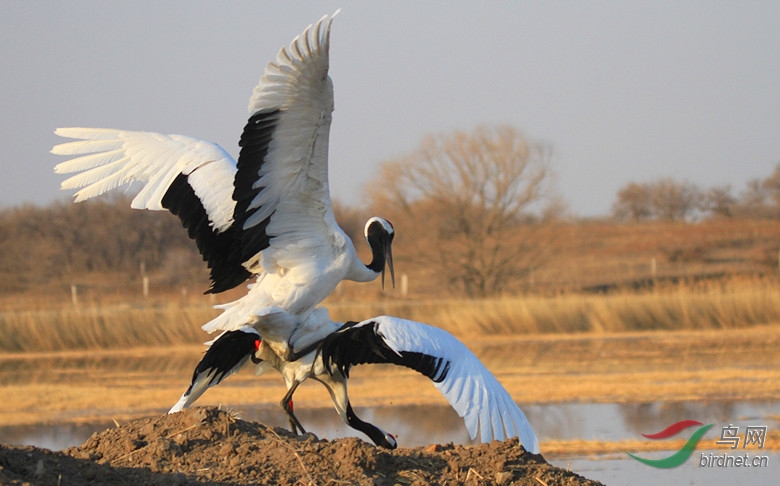 丹顶鹤向海爱情海! - 吉林版 Jilin 鸟网