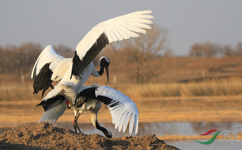 丹顶鹤向海爱情海! - 吉林版 Jilin 鸟网