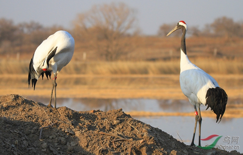 丹顶鹤向海爱情海! - 吉林版 Jilin 鸟网