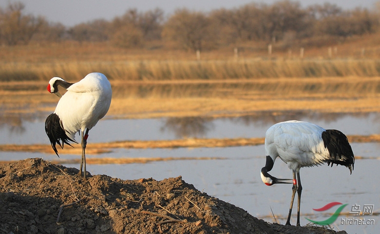 丹顶鹤向海爱情海! - 吉林版 Jilin 鸟网