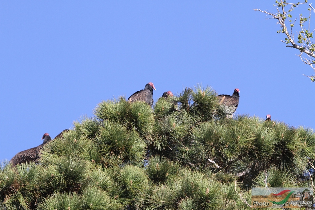 群居的红头美洲鹫 - 猛禽版 Raptors 鸟网