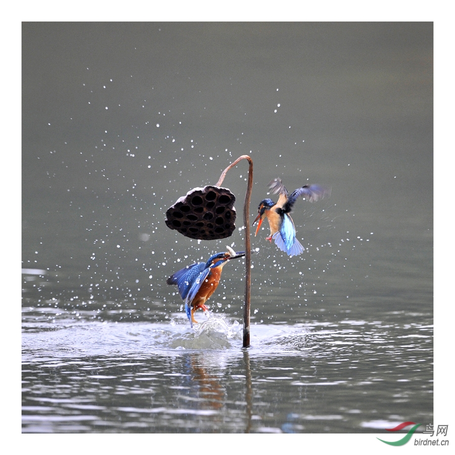 小翠的故事--翠哥献殷勤,吃力不讨好! - 北京版