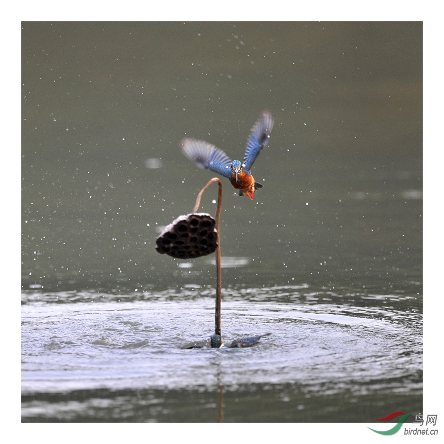 小翠的故事--翠哥献殷勤,吃力不讨好! - 北京版