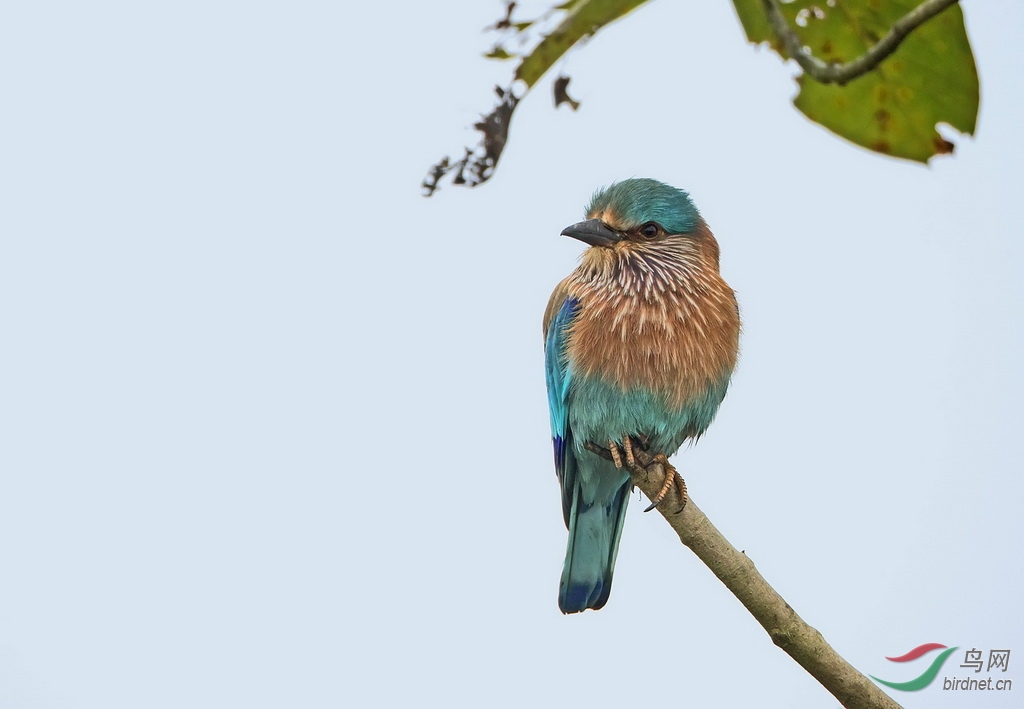 《棕胸佛法僧》 - 贵州版 Guizhou 鸟网