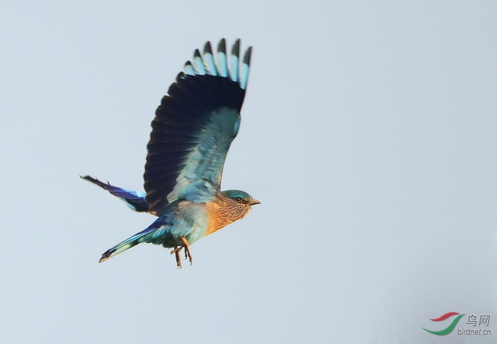 《棕胸佛法僧》 - 贵州版 Guizhou 鸟网