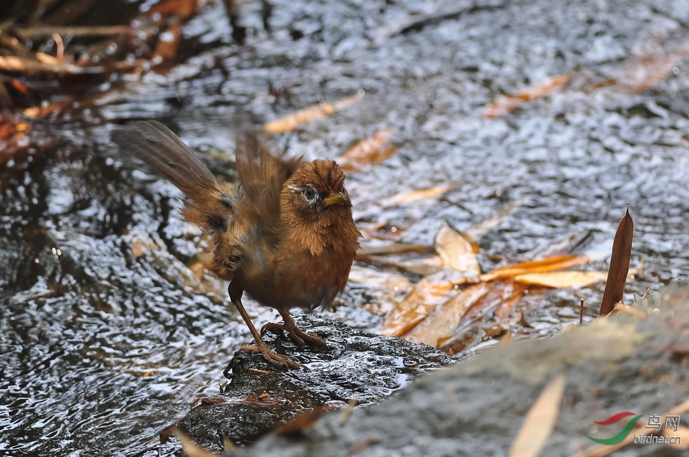 春浴 - 福建版 Fujian 鸟网