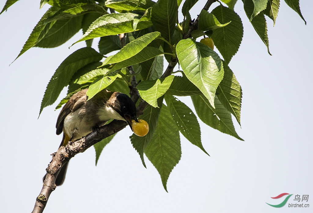 偷食禁果 - 贵州版 Guizhou 鸟网