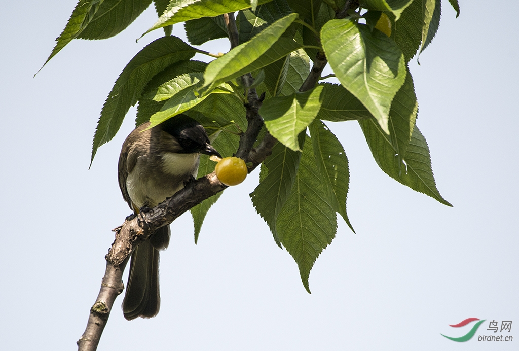 偷食禁果 - 贵州版 Guizhou 鸟网