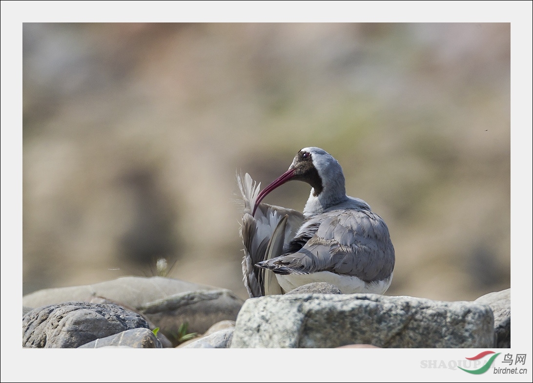 你干你的我干我的--周末快乐! - 重庆版 Chongq