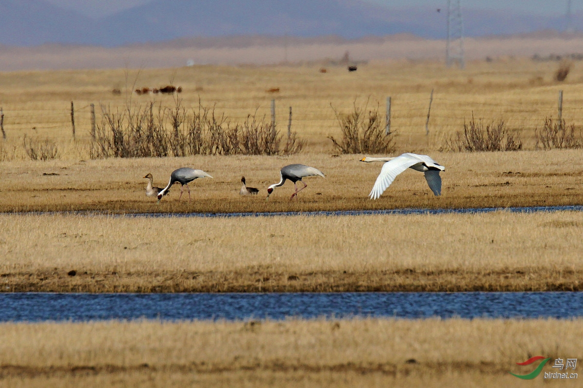 白枕鹤和天鹅~国家一级保护动物名单--鸟类篇