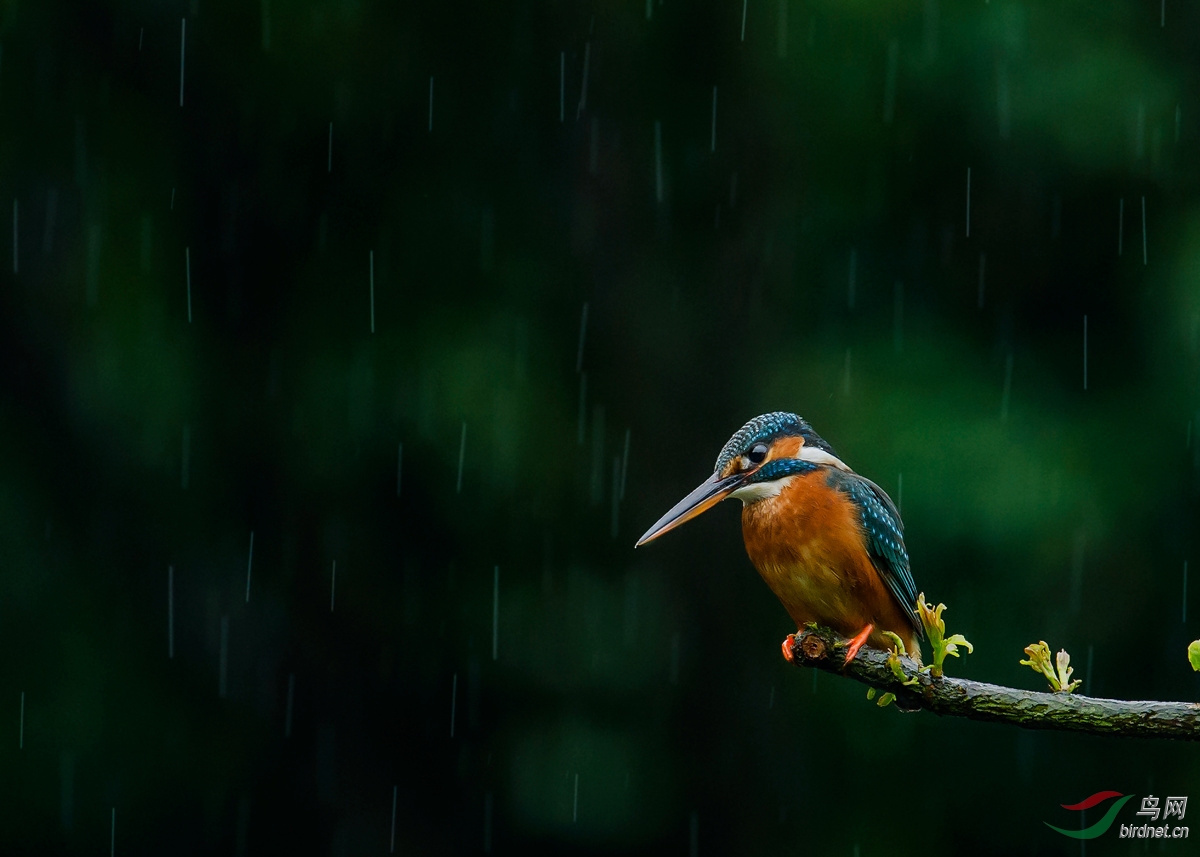 雨中的小鸟