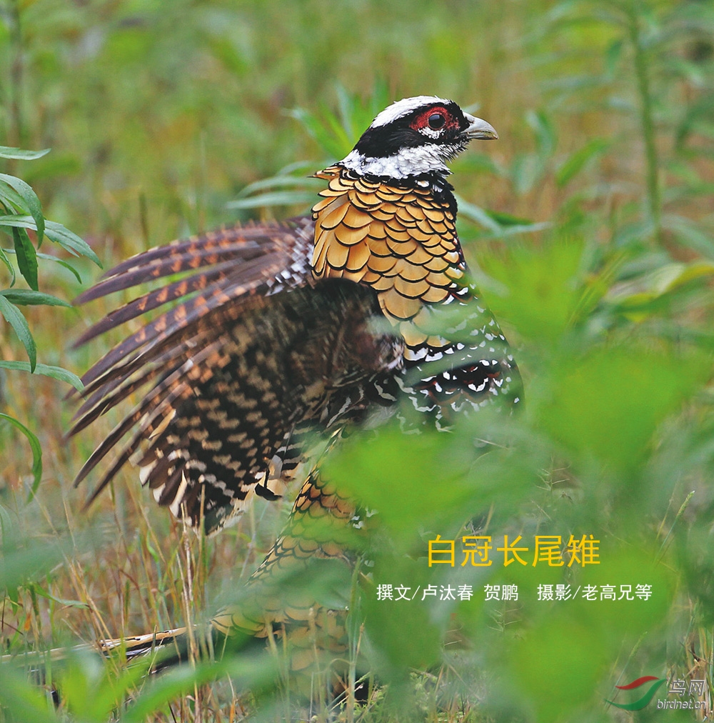 不愧名字中有"长尾"两字,白冠长尾雉雄鸟超长的尾羽能达到1.