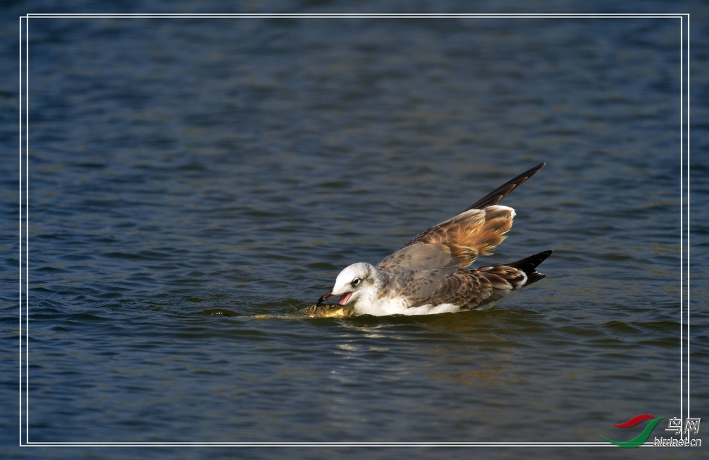 天兔行空 - 我的专辑 鸟网