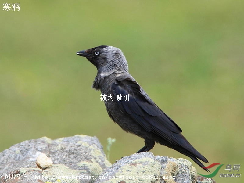 1,寒鸦与达乌里寒鸦成鸟容易区别   寒鸦成鸟:虹膜白色;颈背灰色