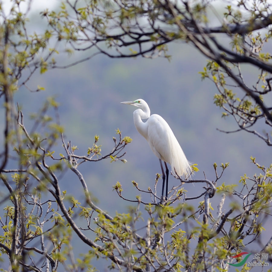 我欲乘风飞归去… - 重庆版 Chongqing 鸟网