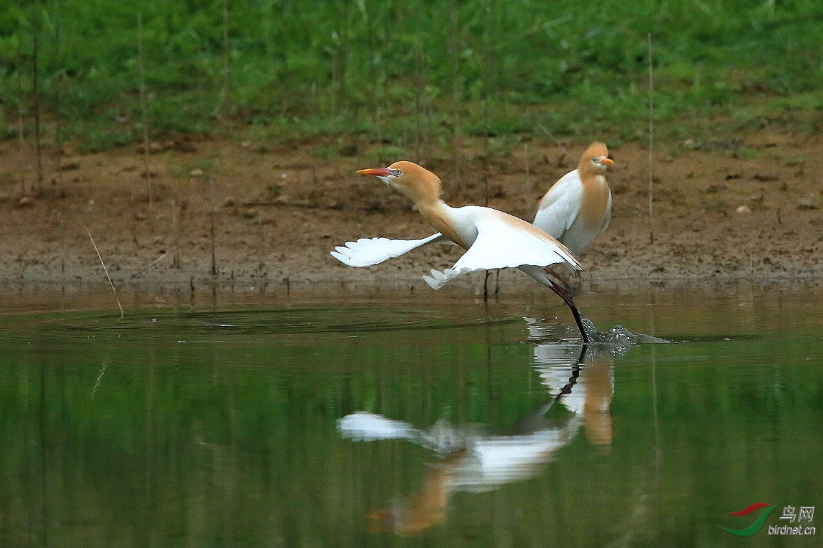 三只牛背鹭一只一只的飞呱 - 四川版 Sichuan 鸟