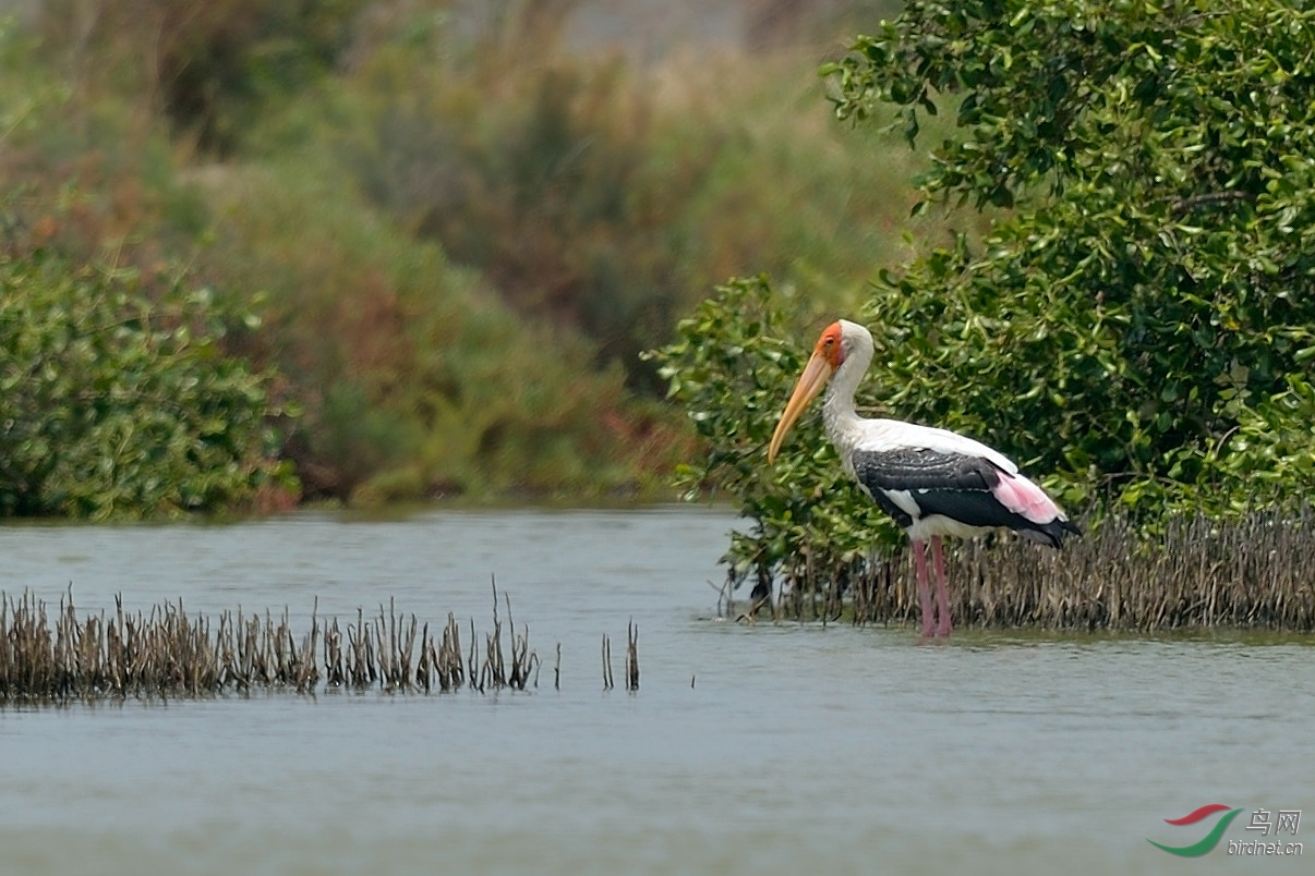拍鸟什么时候最好 203000zflub102oui4lzwb.jpg