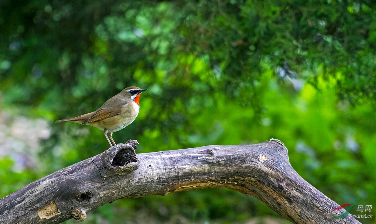 红点颏、蓝靛颏 - 北京版 Beijing 鸟网