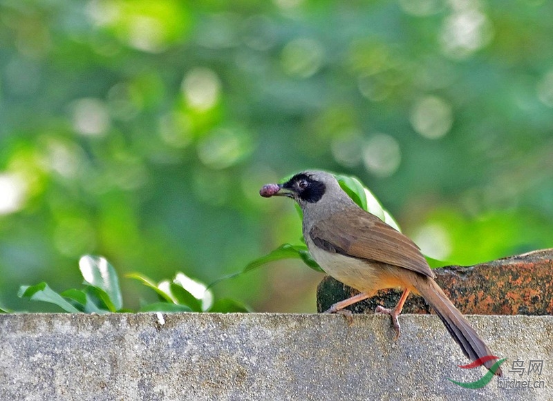 翻墙偷吃的黑脸噪鹛 - 福建版 Fujian 鸟网