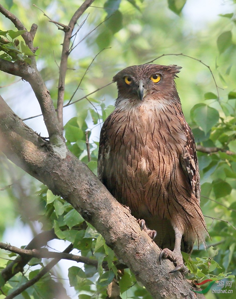brown fish-owl ketupa zeylonensis褐渔鸮,拍摄于koshi 河岸雨林.