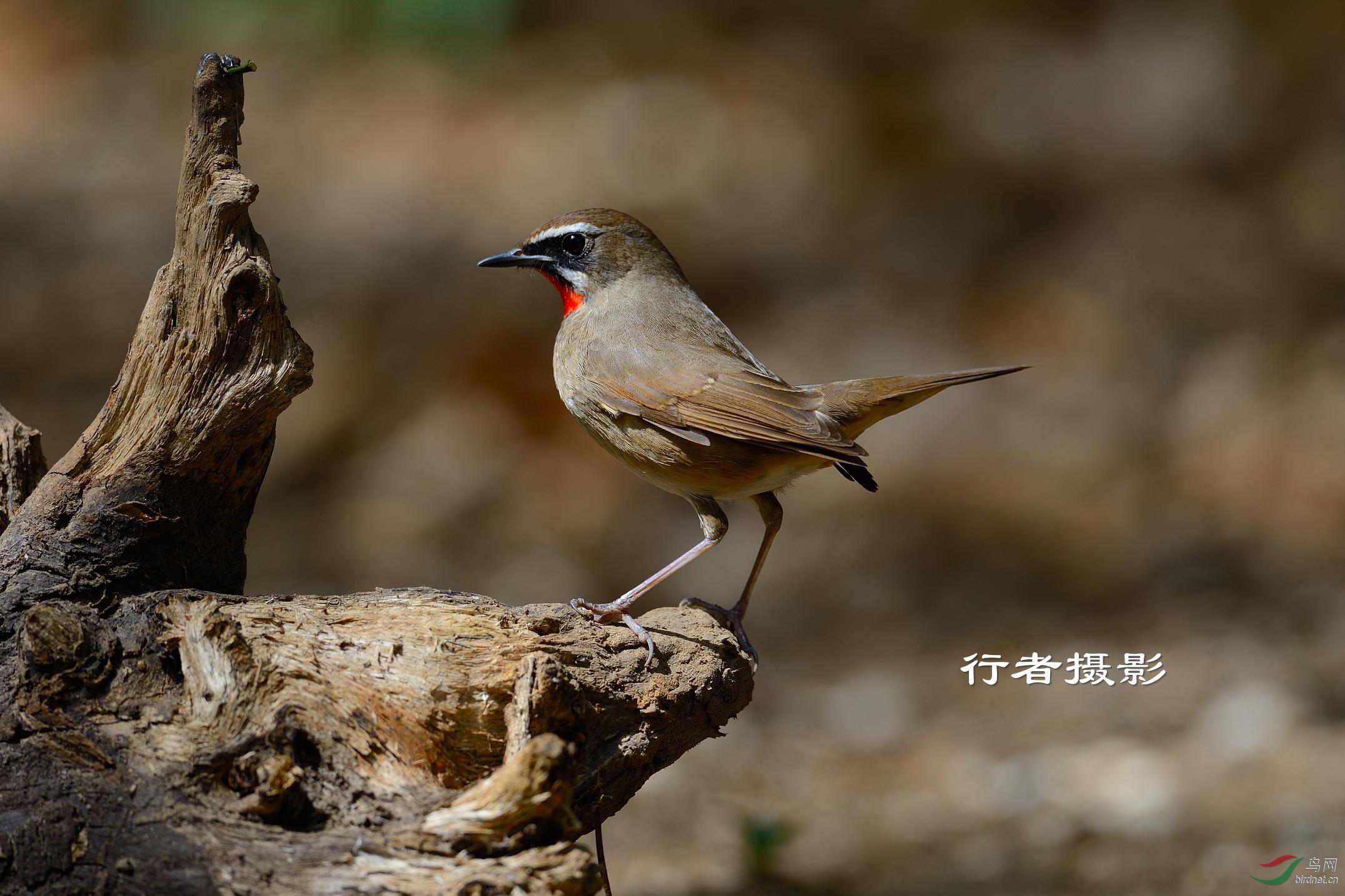 红点颏和蓝点颏