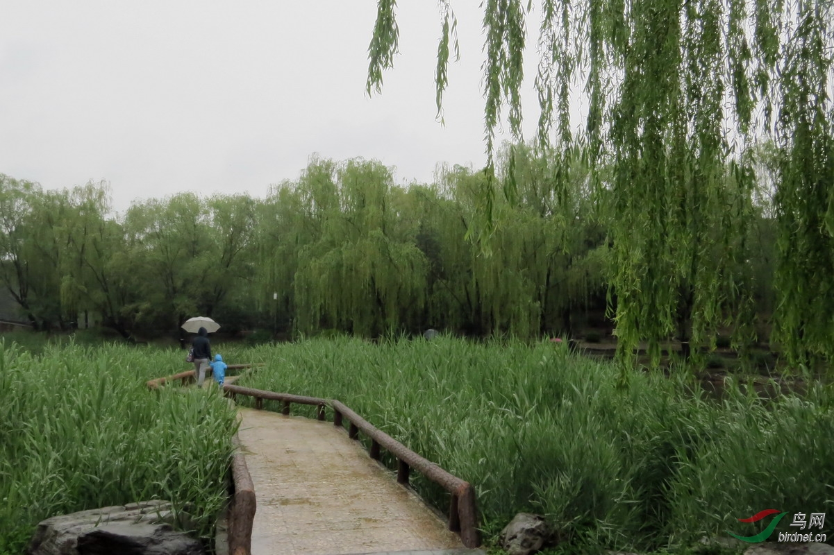 雨中的柳荫公园