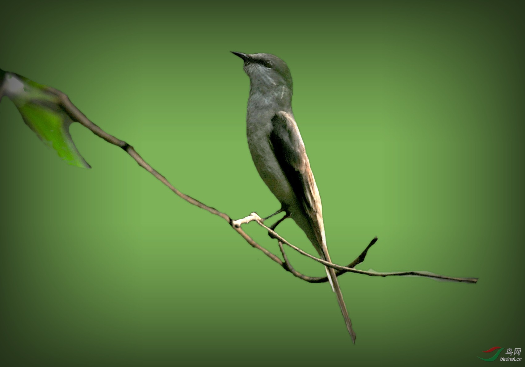 小灰山椒,绝对好身材 - 山东版 Shandong 鸟网