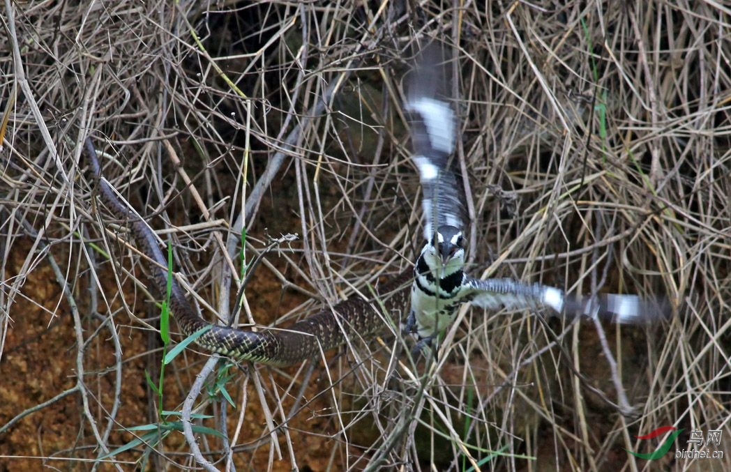 记录片:蛇与斑鱼狗的惨烈之战-- - 黑龙江版 He