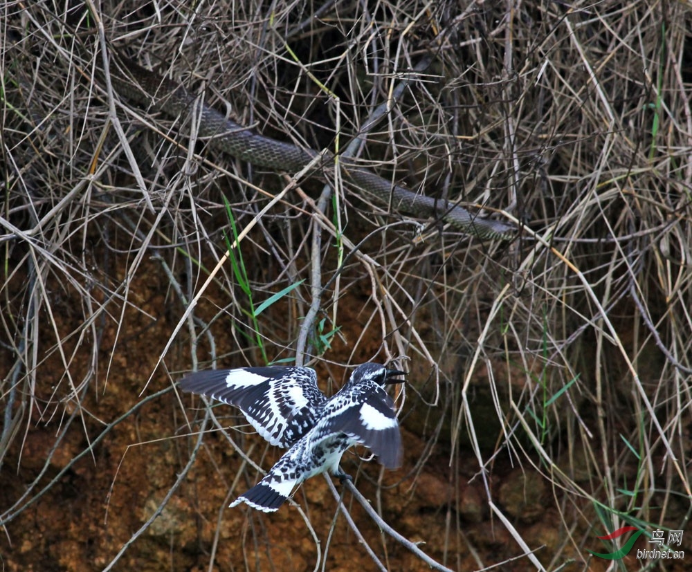 记录片:斑鱼狗与蛇的惨烈之战-- - 黑龙江版 He