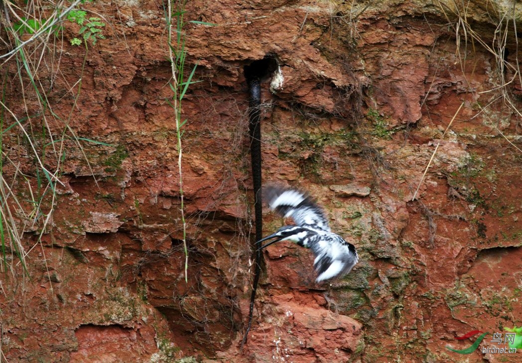 记录片:斑鱼狗与蛇的惨烈之战