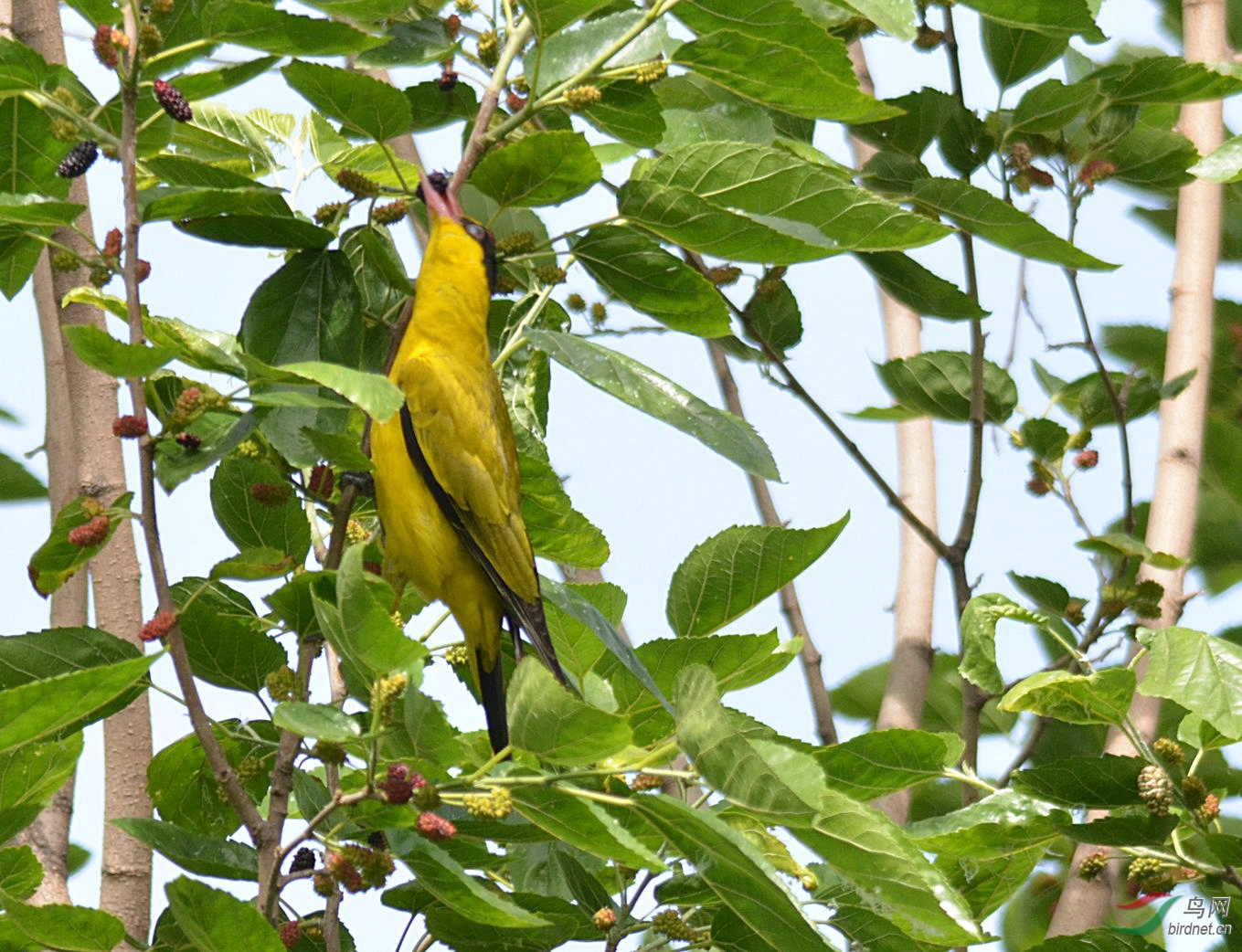 东成西就-2黄鹂 - 林鸟版 Forest Birds 鸟网