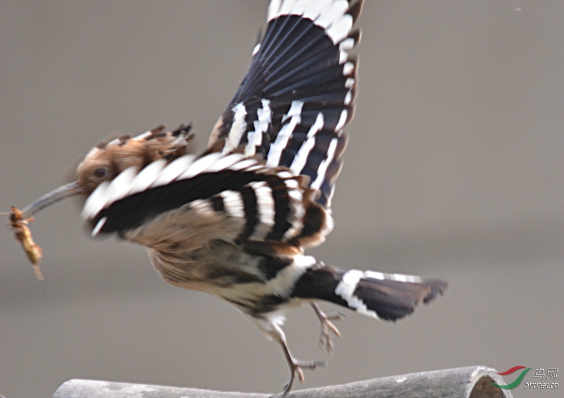 东成西就-2黄鹂 - 林鸟版 Forest Birds 鸟网