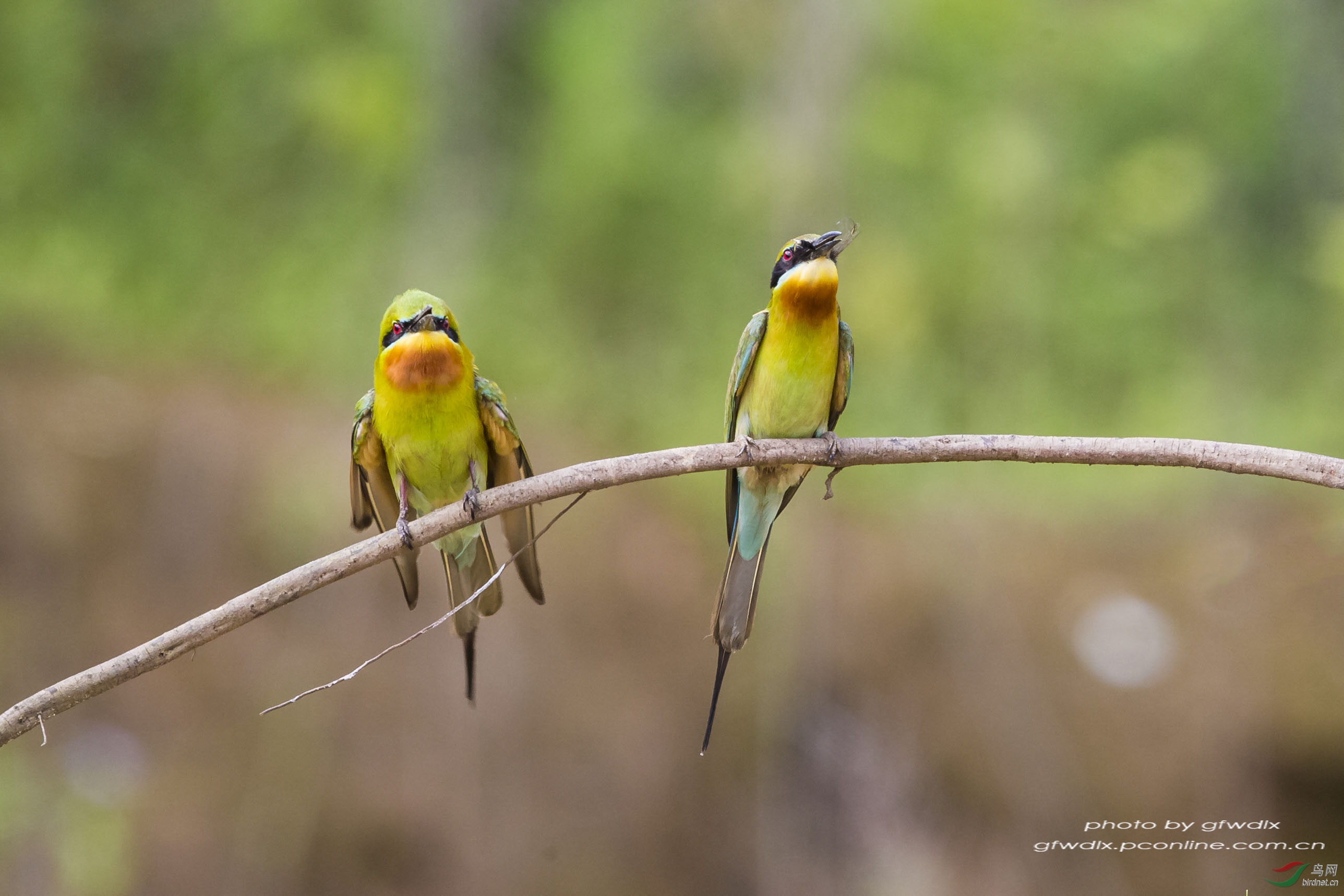 为了爱 - 江西版 Jiangxi 鸟网