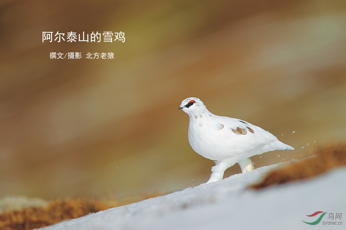 岩雷鸟阿尔泰山的雪鸡